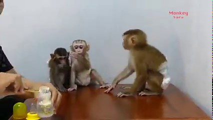 853K views · 10K reactions | Heartbreaking! Harry Screaming Super Loudest Angry Sara & Mom Not Take Care Him | Monkey Daily | Facebook