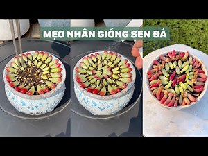 Mẹo nhân giống sen đá cực dễ | Succulents | 多肉植物| 다육이들 | Suculentas