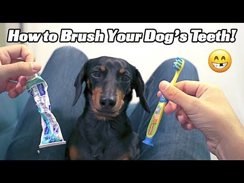 How to Brush Your Dog's Teeth with Crusoe the Dachshund