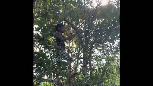 🍎 Kids Adventure Day | Tree Climbing & Fruit Picking Fun | Outdoor Play Ideas