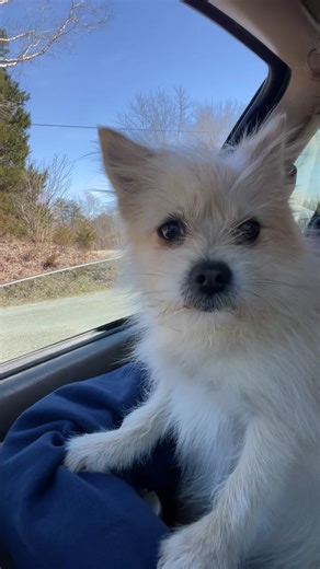 My Dog's Incredible Singing Talent