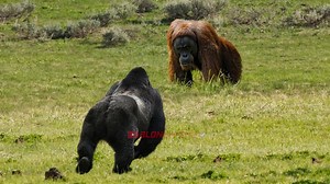 Orangutan vs Gorilla Encounter in the Wild