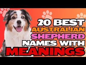 20 Best Australian Shepherd Names with Meanings! 🐾🐶