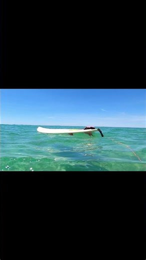 All things ocean😝💦🪸🐠 #surf #gopro #pov #surfer #surfing