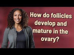 How do follicles develop and mature in the ovary?