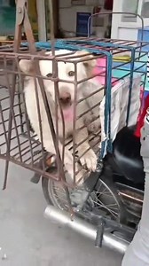 6.9K views · 199 reactions | In Yulin, it's common to see dogs being...