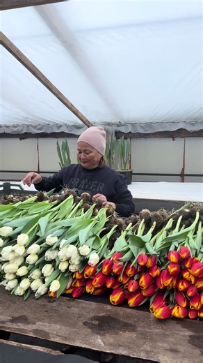 Очередной сбор 🌷#тюльпанкостанай #тюльпан #тюльпаны8марта