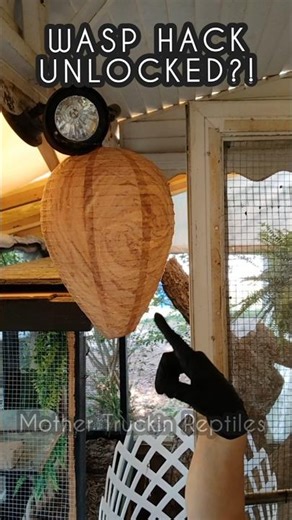 DIY: ECO-FRIENDLY WASP CONTROL - USING SNAKE SHED?!