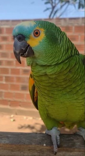 #parrot telling the rooster that he's a cuckold