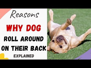 Why Do Dogs Roll Around on their Back (Explained)