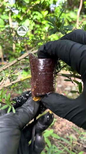 Air layering with cocopeat technique #bonsai #airlayering #gardening #bonsai #bonsaigardener