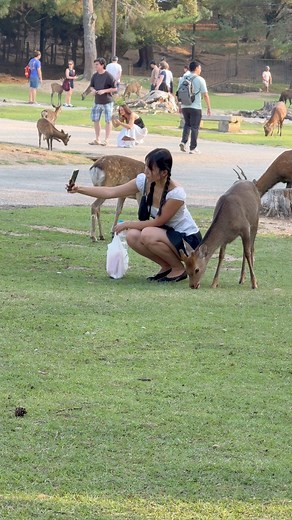Magical Bond 🦌💕 Tourist Girl & Deer Moments | Nara Park Japan Tour #deer #viral #japantravel #narapark #nature #cuteanimals #vlog | Avasaad