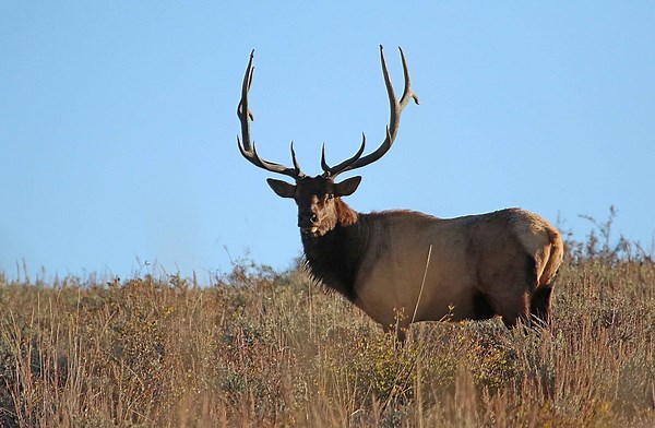 Utah Division of Wildlife Resources releases proposed big game hunting permits, requests public feedback
