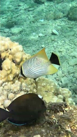 Chevron Butterflyfish Explores the Reef for Food 🌊🐠☀️