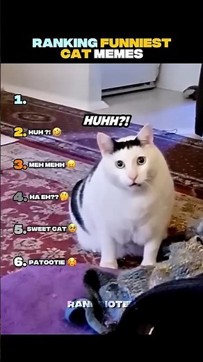 Ranking FUNNIEST CAT MEMES 🤣🥹