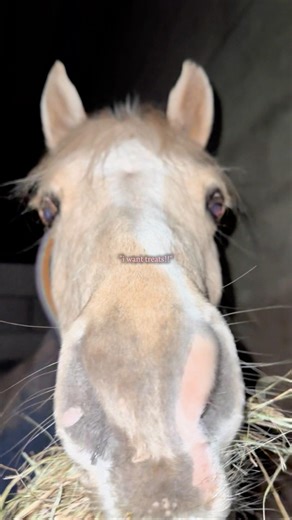 My girls always come first❤️‍🩹 #animalfam #equestrian #horsegirl #pony #foryou #fyp #cutehorse