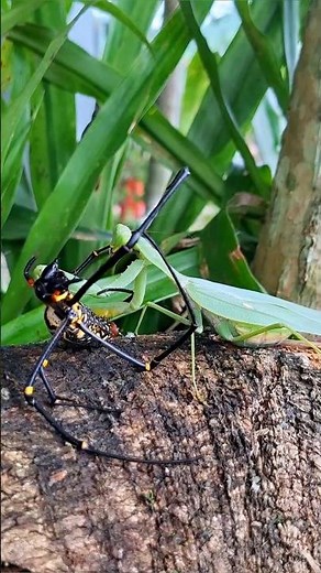 Battle for Survival: Praying Mantis Fights Spider – The Spider Becomes the Prey