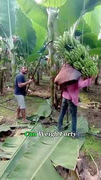 This Is Why Indonesia Grows So Many Bananas