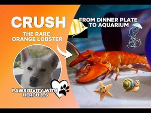 🦞🏈Crush the Orange Lobster: From Dinner Plate to Aquarium Star!