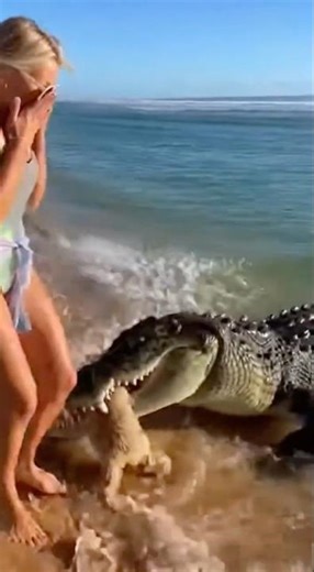CROCODILE DRAGS DOG ON QLD BEACH! SHOCKING FOOTAGE