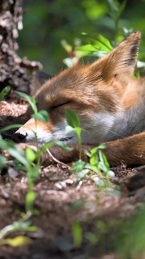 506 reactions · 80 shares | Animals are so magical, this little fox sleeping is so beautiful. 力♥️ #fox #animal#foxes_club #foxey #wildlife #earthfocus #キタキツネ　#hokkaido #キツネ #Japan #animals #foxlovers #animallovers #naturephotography #nature #naturelovers #北海道 #北海道旅行 #動物#foxes_club_reels #wildlifephotography #animalphotography #renard #vegangreenplanet | Vegan Green Planet | Facebook