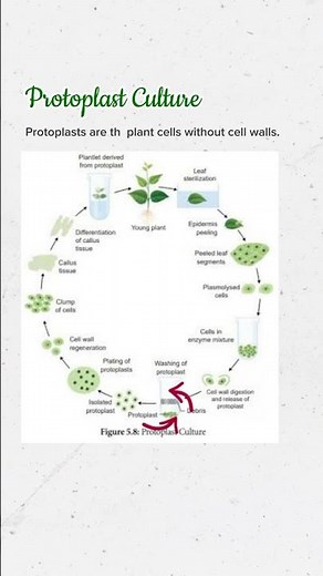 Protoplast Culture in Plant Tissue Culture| #conceptsofbotany #shorts #protoplastculture