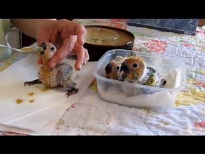 Feeding time for baby Conure Parrots -- 4 weeks old