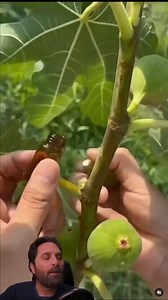 5.8M views · 53K reactions | Cómo se usa? Uso tópico Para las...