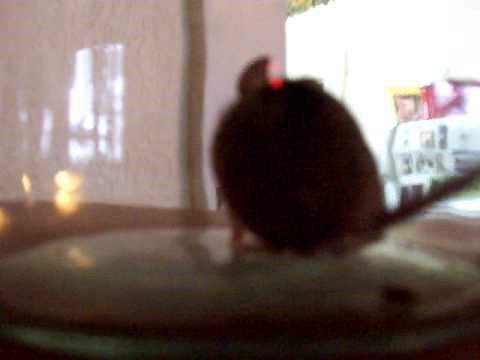 Mickey Mouse Pooping