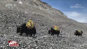 中国科技实力加速提升 全球海拔最高5G基站建设开通