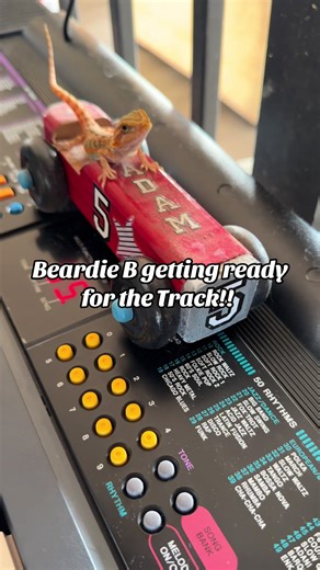 Beardie B getting ready for the Track!! #beardeddragon #beardeddragonsoftiktok #beardeddragontok #lizard #beardieb