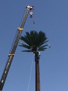 [Hot Item] Innovative Bionic Signal Tower: Stylish Palm Tree Design