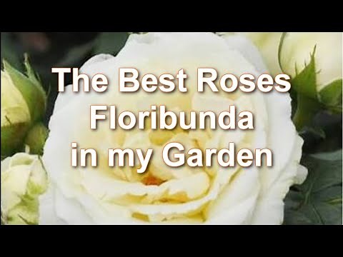 How to plant and grow Floribunda Roses. My best Floribunda Roses | Alexa's Garden