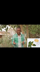 Fig trees (Ficus carica) have been used in traditional herbal medicine to treat a variety of conditions, including constipation, diarrhea, and diabetes | Mudhumeni Mukuru