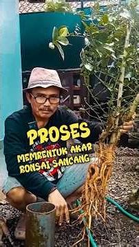 the process of forming sancang bonsai roots #bonsai #bonsaicare #bonsaitree #winatabonsai