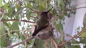 *****BELLA LAYS AN EGG!!***** On December 27, 2021, at 10:32am Bella laid her 1st egg of the season! She will likely lay her 2nd egg in 1-3 days. She will then incubate the eggs for 15-18 days. Watch it all the "eggcitement" on Bella's LIVE webcam: www.bellahummingbird.com YouTube video https://youtu.be/QixXSA2r_8k | Bella Hummingbird Webcam