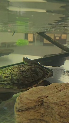 Phyllis is truly a vicious creature. 😂 | Sternberg Museum of Natural History