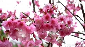 Beautiful Music 👑 Good morning my Love ❤ | Treasures of World Music