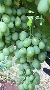 413K views · 11K reactions | Farm anggur autumn king Australia | Gede Robert | Facebook