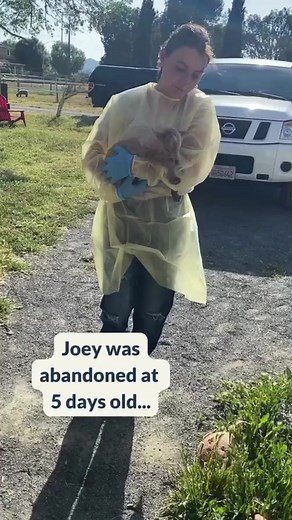 3.1K views · 165 reactions | Meet Joey. He is the epitome of...