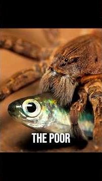 Spiders are creepy… but this one !!!