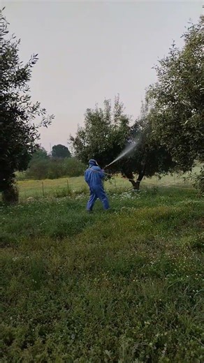 ψεκασμός στο κροκιασμα στις ελιές σήμερα! Ο τρίτος ψεκασμός για φέτος! #greece #elies #elia #oil