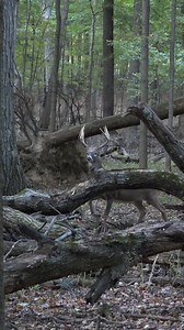 Michael Lee of Backwoods Life let an arrow fly on this beautiful Ohio buck!! | Tree Stand Buddy