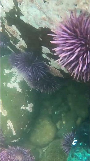 Hungry Purple Sea Urchin