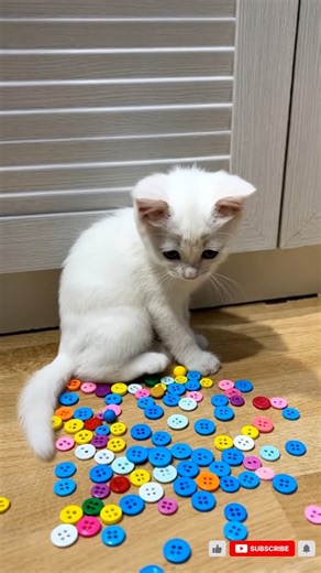 Kitten Shocked by a Rain of Colorful Buttons 😹🎨 #kitten #asmr #cute