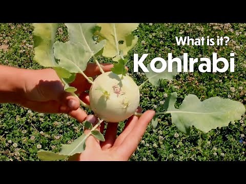 What is it? Kohlrabi!