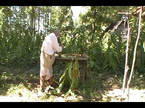 Harvesting Tobacco