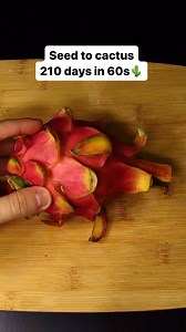 532K views · 283 reactions | 210 days in 60s! Growing a dragon fruit cactus from seed in #timelapse | Interesting as FCK | Facebook