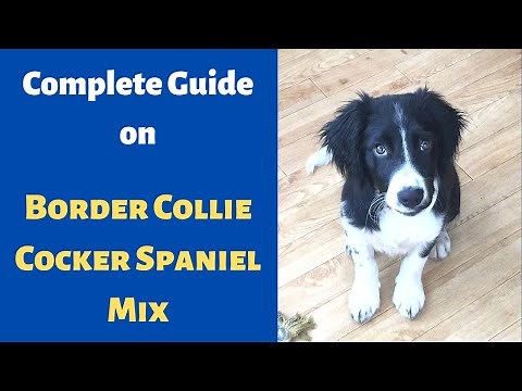 Interesting Facts about the Border Collie Cocker Spaniel Mix | Should you get one for yourself?