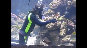 5.2K views | Cleaning Bill Wann's 20,000 Gallon Aquarium © Breezle227 | For The Love of Fish | Facebook